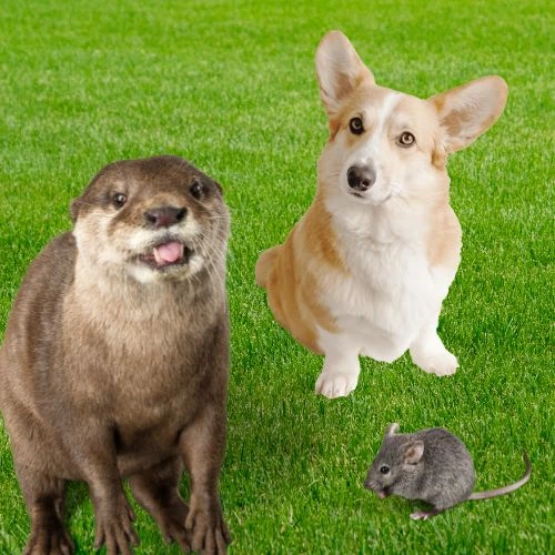 Vārdu savienošana spēles sīktēls