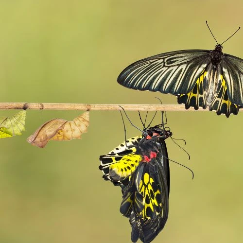 Tauriņa dzīves cikla spēles sīktēls